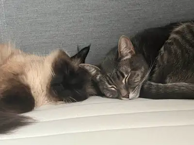 Baby is a Siamese or Balinese cat with the only long fur mutation out of her litter, she is 4 years...