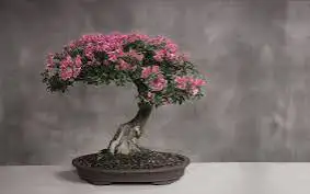 3little trees $60- bonsai tree starter ( cherry sakura/azalea)62864746204162123