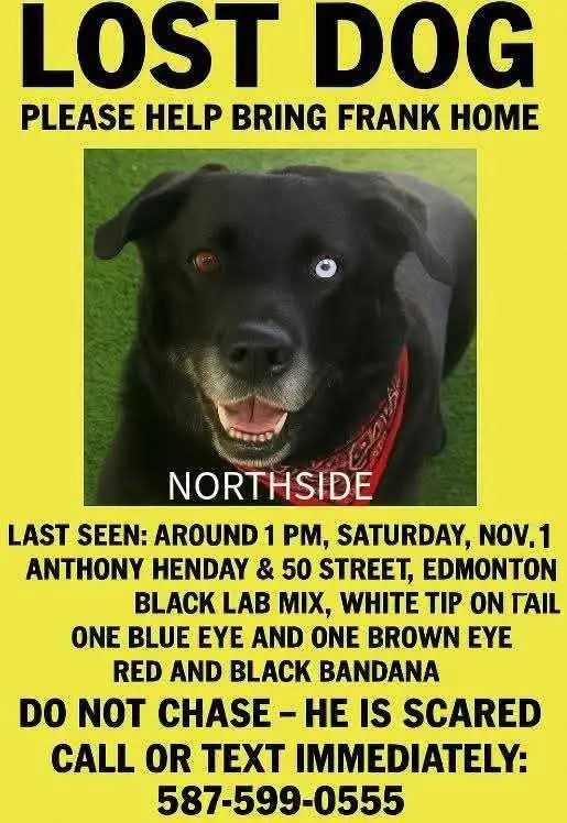 Lost Terrified Dog~North of Edmonton/Sturgeon County in Lost & Found in Edmonton - Image 5