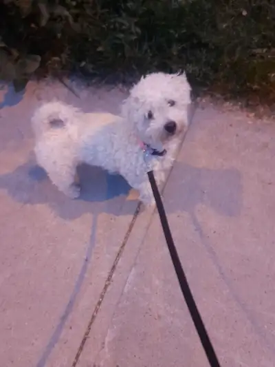 Beautiful bichon mix, View more