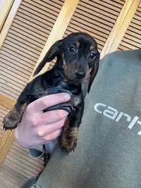 Mini Dachshund Puppies