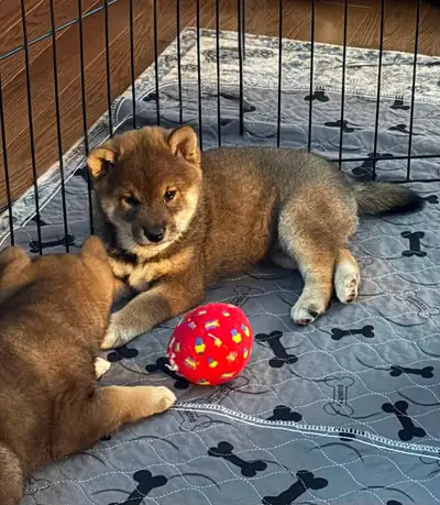 Shiba inu sésame pure race, View more