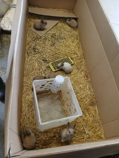 **1 bunny left**, View more