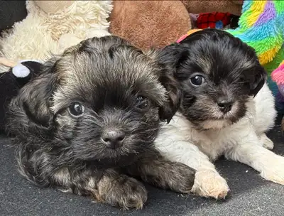 Toy Shihpoo puppies ❤️❤️❤️, View more