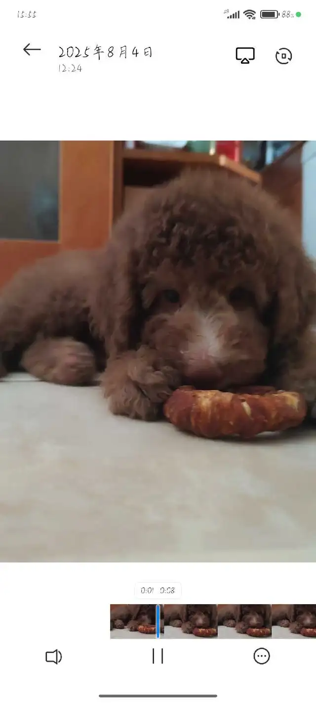 Purebred Standard Poodle Puppies in Dogs & Puppies for Rehoming in City of Toronto - Image 2