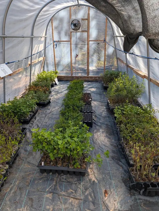 Lots of Shrubs62863734374530122