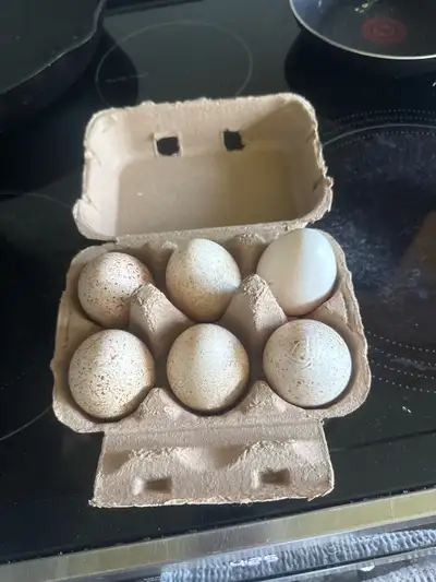 Turkey eggs - great for baking, View more