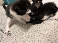4 Kittens for rehousing, 1 month old kittens, 