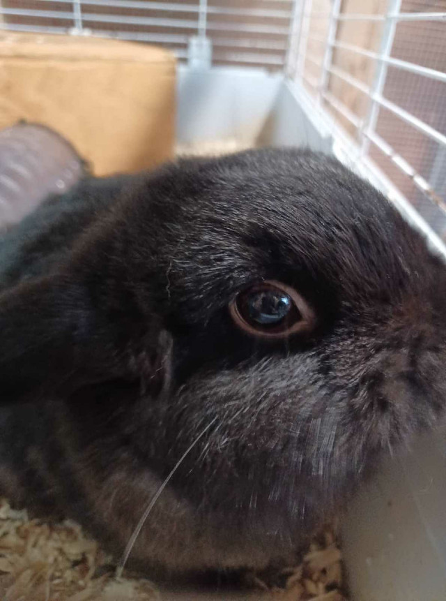 Purebreed Holland lop  in Small Animals for Rehoming in Stratford
