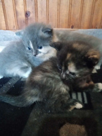 Fluffy calico kittens