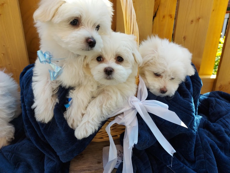 Adorable Maltese Puppies for Sale 2 Left Dogs & Puppies for
