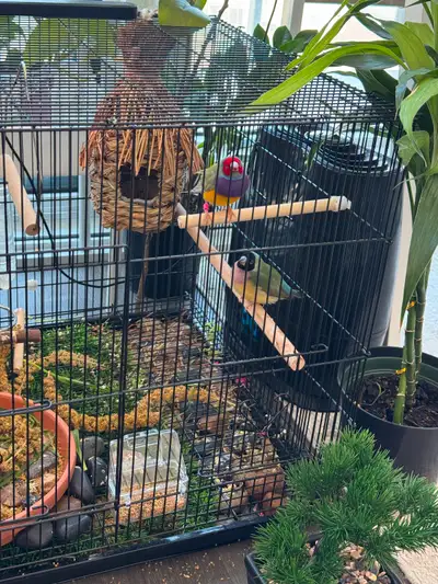 Red head male. Black head female. 180$ for pair. Pickup Mississauga.