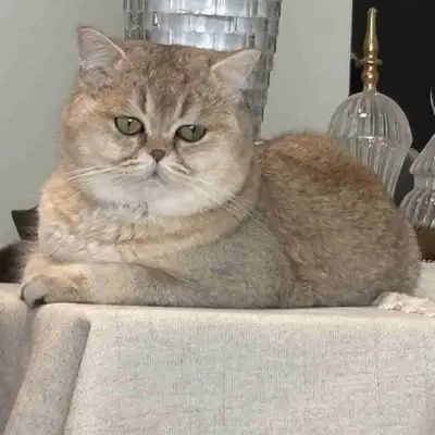 British shorthair , View more