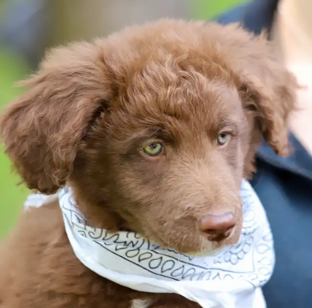 6 TRÈS  RARES BORDOODLES, DOODLES,   CHIOTS,PUPPY in Dogs & Puppies for Rehoming in Laurentides - Image 10