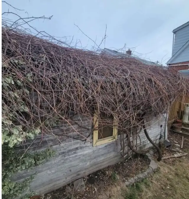 Tree removal, Hedge pruning, General yardwork63760493702529121