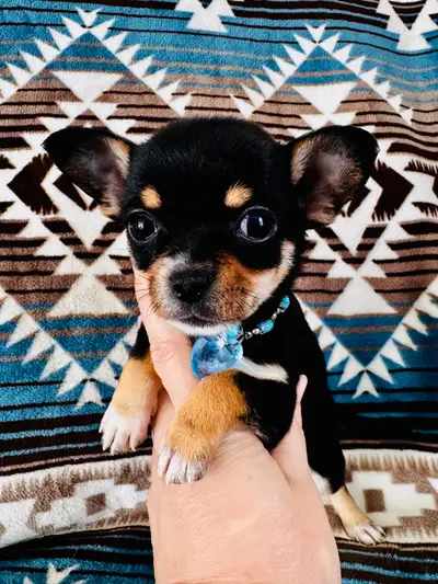 Éleveur depuis 15 ans j'ai des chiots chihuahua ,soit prêt à partir ou pour réservation pour savoir...