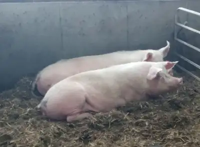 Pigs for sale, View more