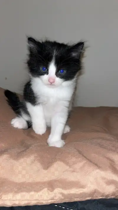 8 week old kittens , View more