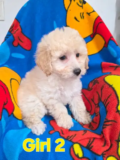 Bichon Poodle Cross Puppies, View more