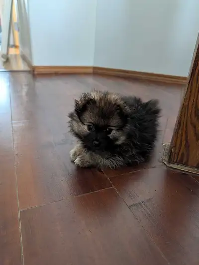 Meet our little pups. Nacho, Toothless, Liz & Mr. White Paw 4 beautiful, healthy puppies looking for...