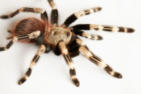 Nhandu chromatus - Brazilian red-and-white tarantula - 4” male