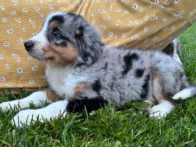Aussie x Bernese pups , View more
