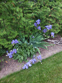 Assorted Perennials