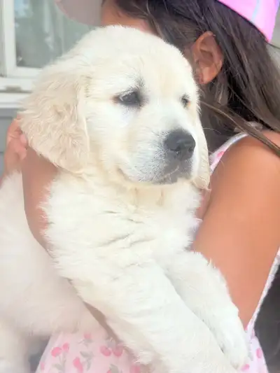 Purebred Golden Retriever Puppies, View more