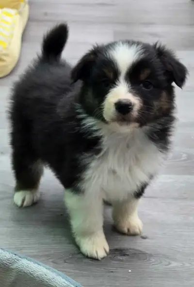 Chiots Berger Australien , View more