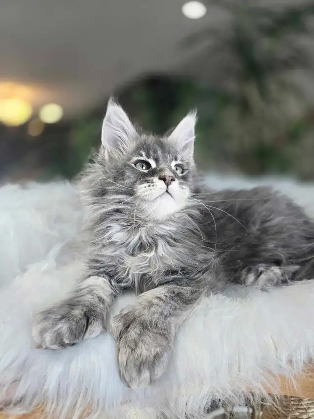 MAGNIFICENT MAINE COONS