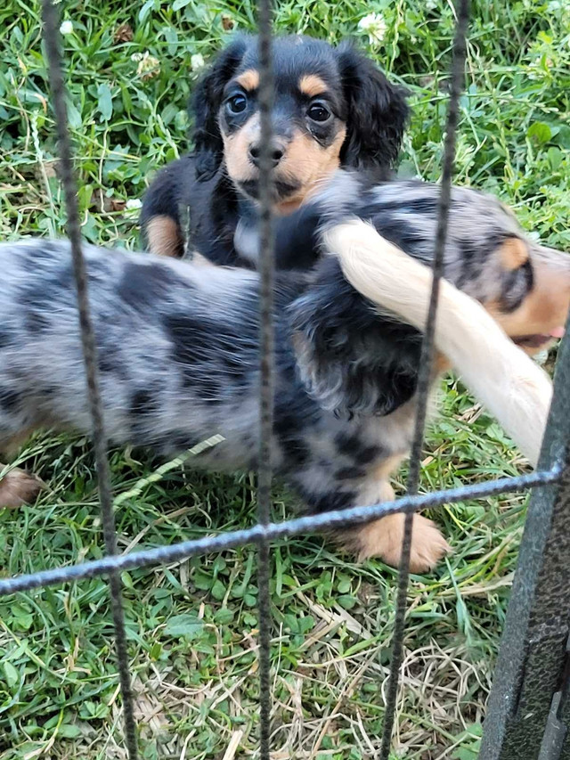GORGEOUS Mini LONG HAIR DACHSHUNDS READY TODAY in Dogs & Puppies for Rehoming in Chatham-Kent - Image 4