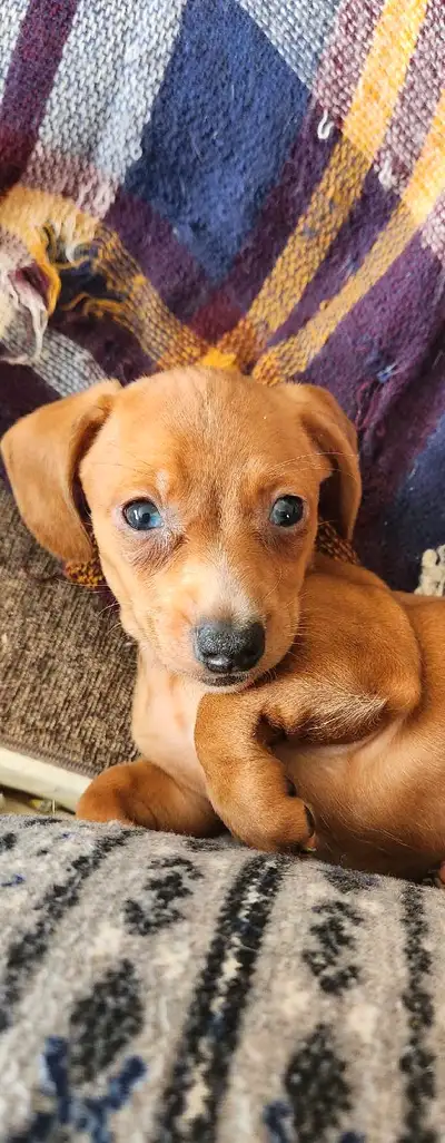 This week only PRICE DROP!! Unbelievably happy and loving! Little girl is curious and playful with l...