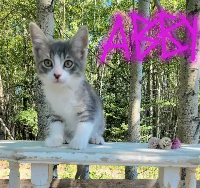 Cute Kittens for sale., View more