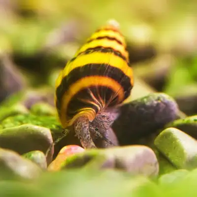 Assassin Snails, View more
