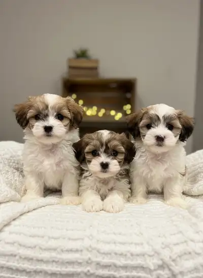 TOY Maltese mix puppies / chiots maltais x, View more