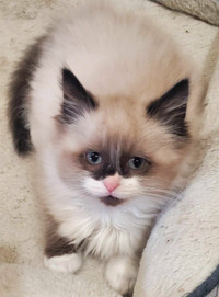 ❤️Ragdoll kitten 3 months old male cutie