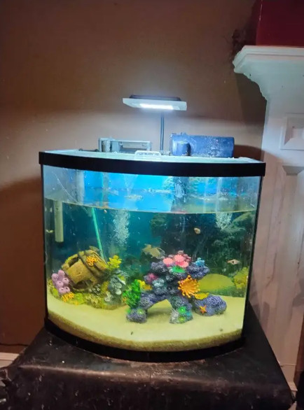 Freshwater Fish Tanks Aquariums in Fish for Rehoming in Edmonton - Image 2