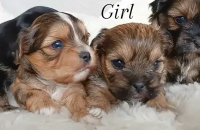 Tiny Shorkie Puppies Available!, View more