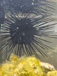 Long Spine Black Sea Urchin (salt water)
