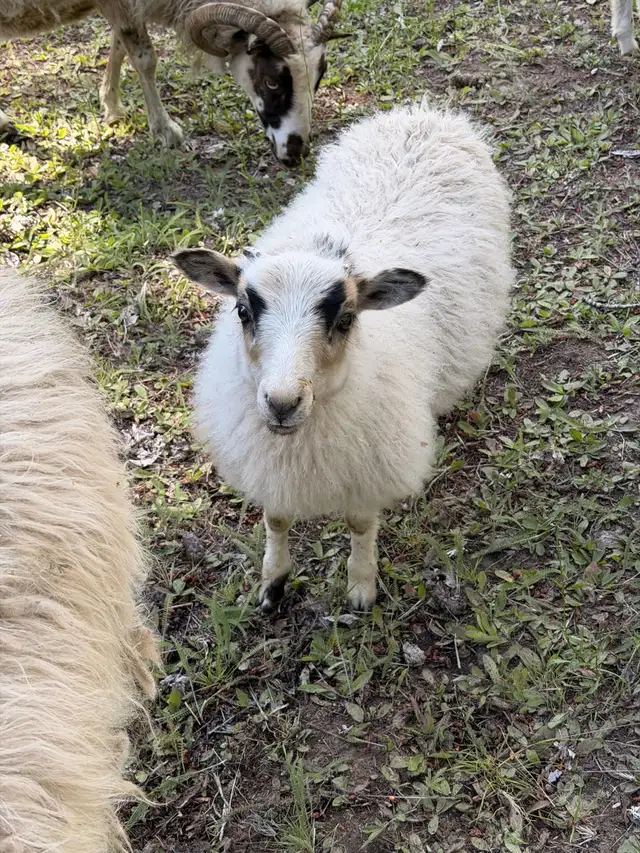 Icelandic lambs in Livestock in Vernon - Image 7