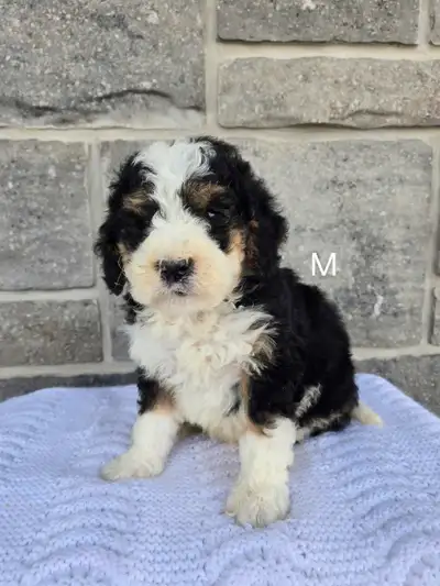 We have a stunning litter of mini Bernedoodles available and are ready to go . They have there first...
