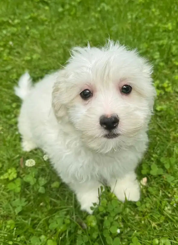 Beautiful Shih-Tzu x Poodle Puppies -1 Female Left ! in Dogs & Puppies for Rehoming in Mississauga / Peel Region - Image 2