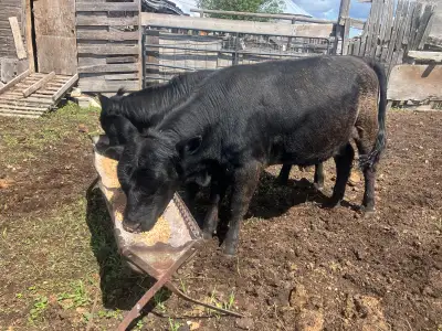 Dexter male yearlings, View more