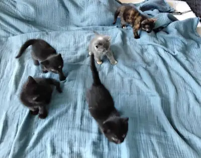 The kittens will be available on the 20th of June which is the date that they will be 8 weeks old. T...