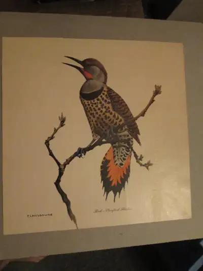 F. Lansdowne picture - Red Shafted Flicker (10 1/4x10 1/4 unfram, View more