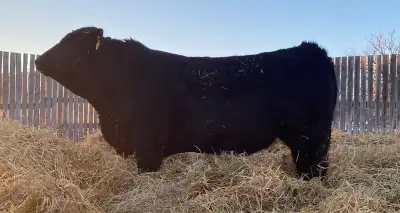 Simmental Bulls, View more