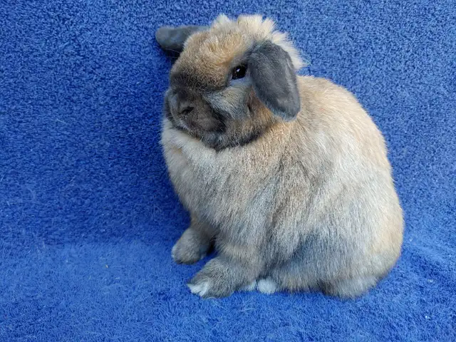 EXTRAORDINARY BABY HOLLAND LOPS in Small Animals for Rehoming in Ottawa - Image 4