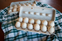 Fresh Duck Eggs For Sale!