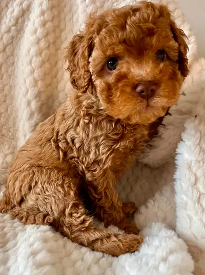 CAVAPOO LITTER COMING SOON!, View more