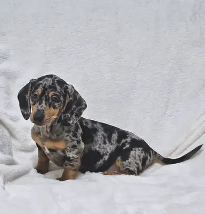 Miniature Dachshund Puppy, View more